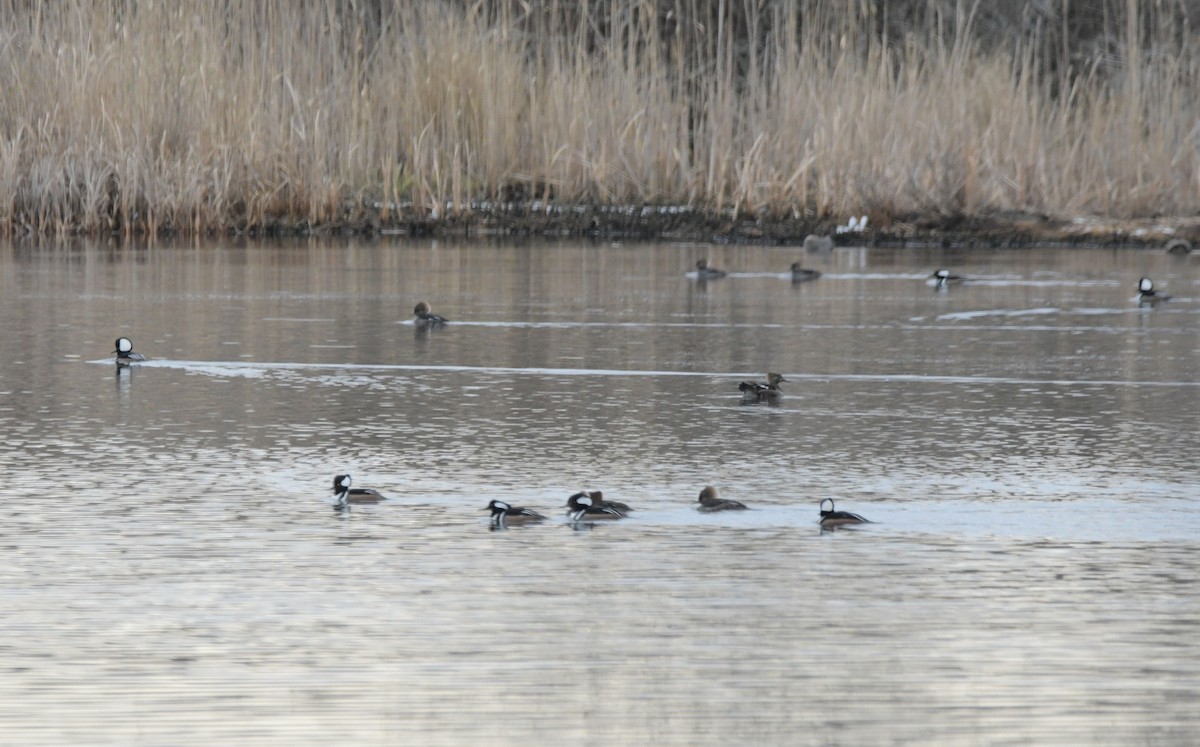 オウギアイサ - ML646843461