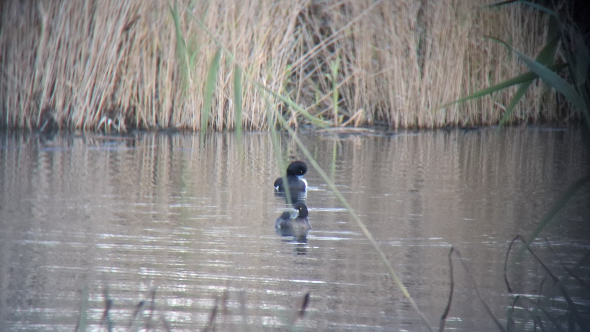 Tufted Duck - ML646843469