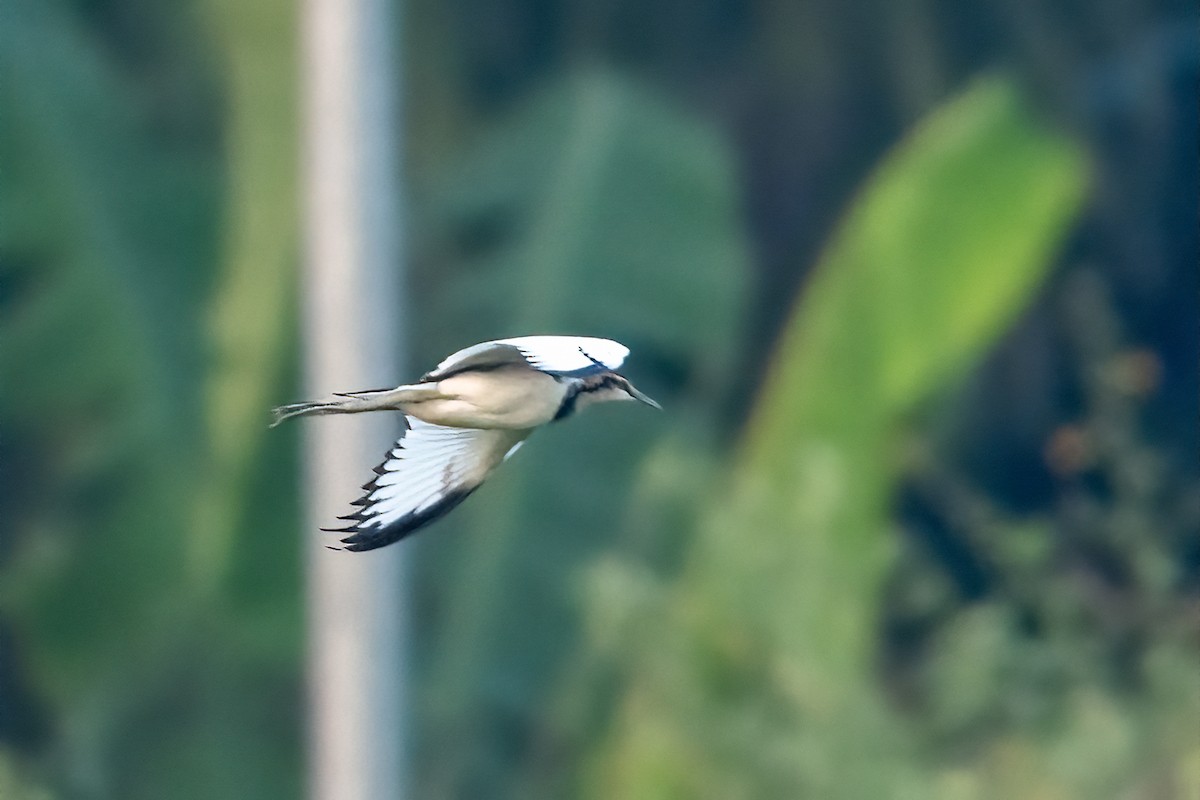 Jacana à longue queue - ML646843470