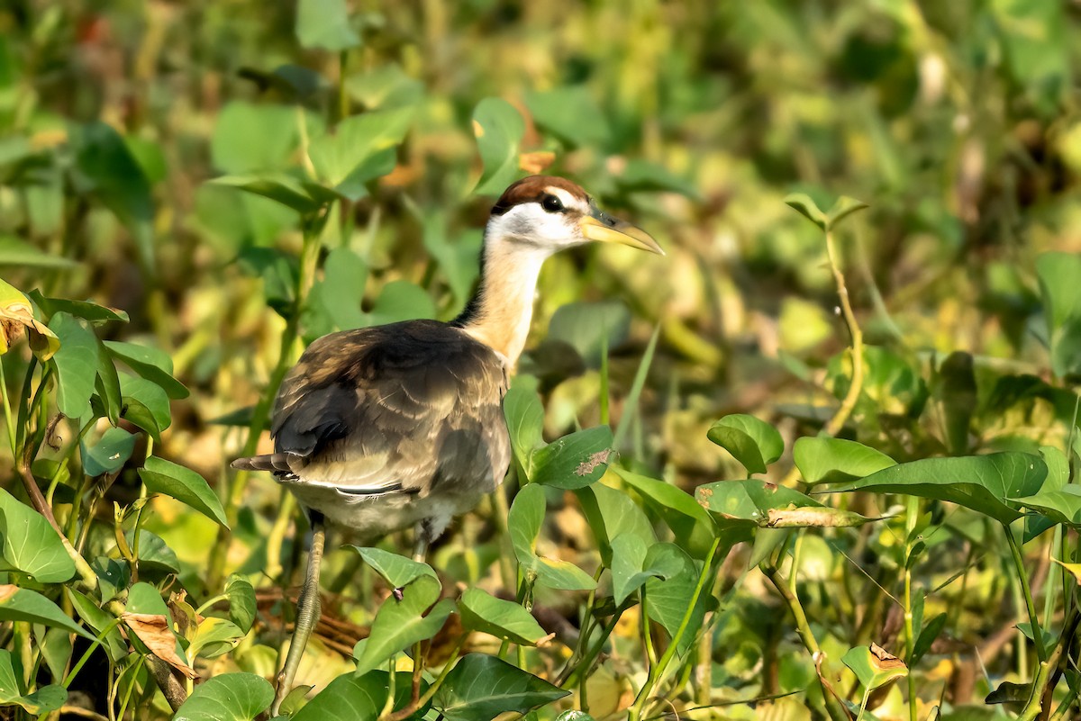 Jacana à longue queue - ML646843471