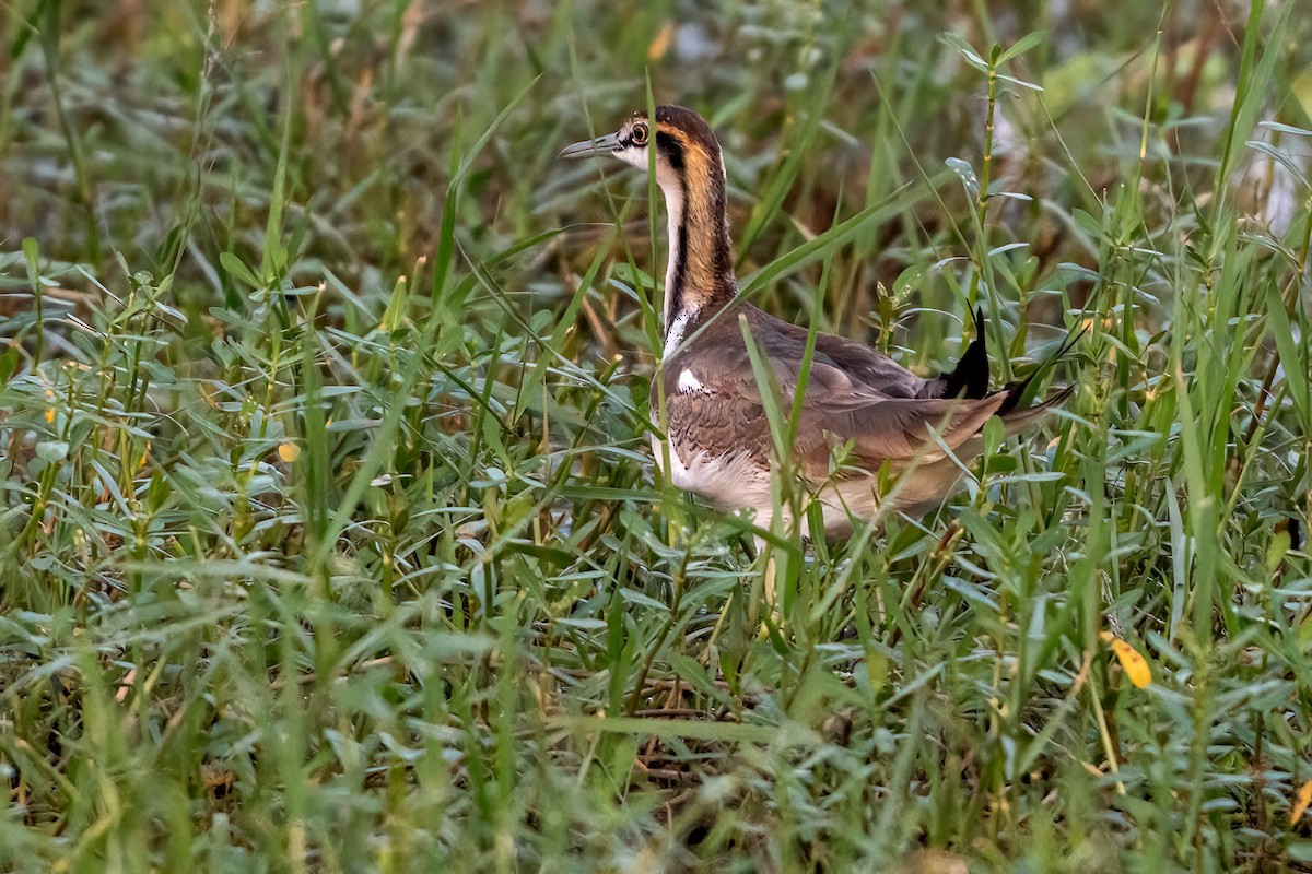 Jacana à longue queue - ML646843472