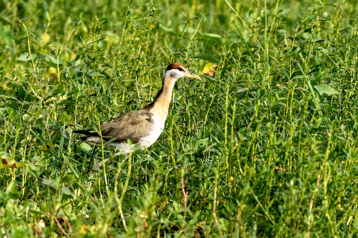 Jacana à longue queue - ML646843473