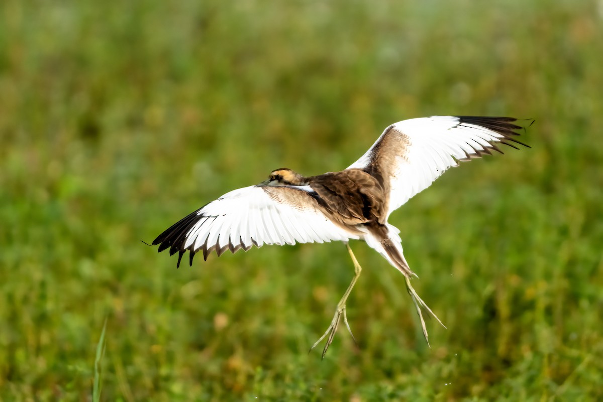 Jacana à longue queue - ML646843474