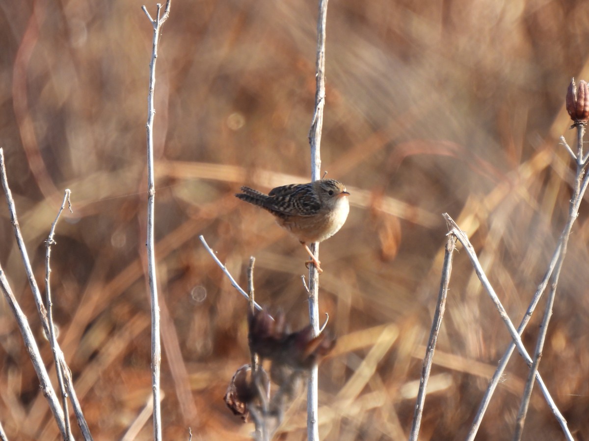 Cucarachero Culibarrado - ML646843479