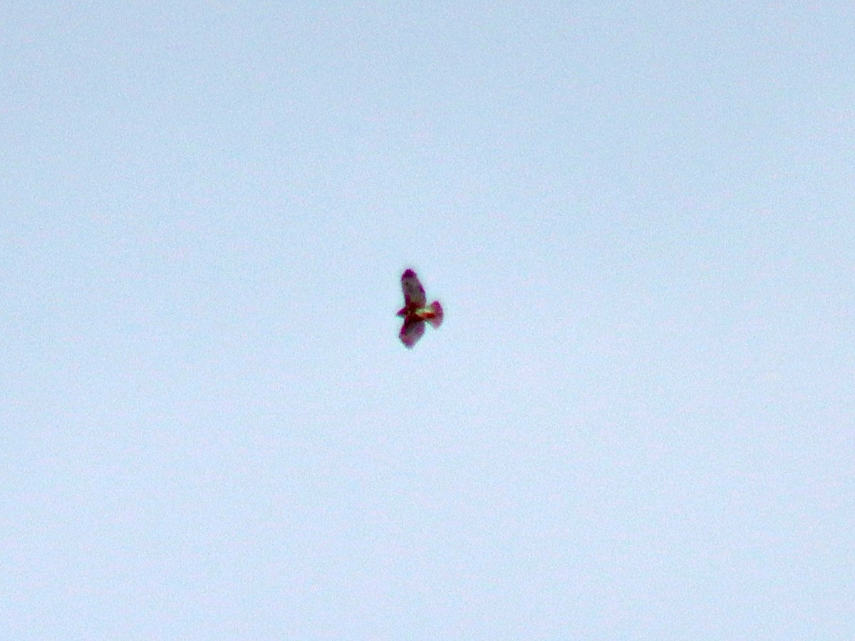 Red-tailed Hawk - ML646843480