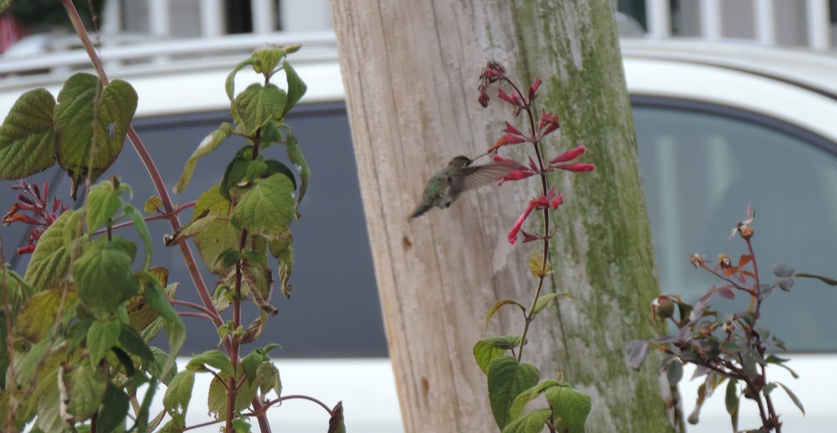 Black-chinned Hummingbird - ML646843482