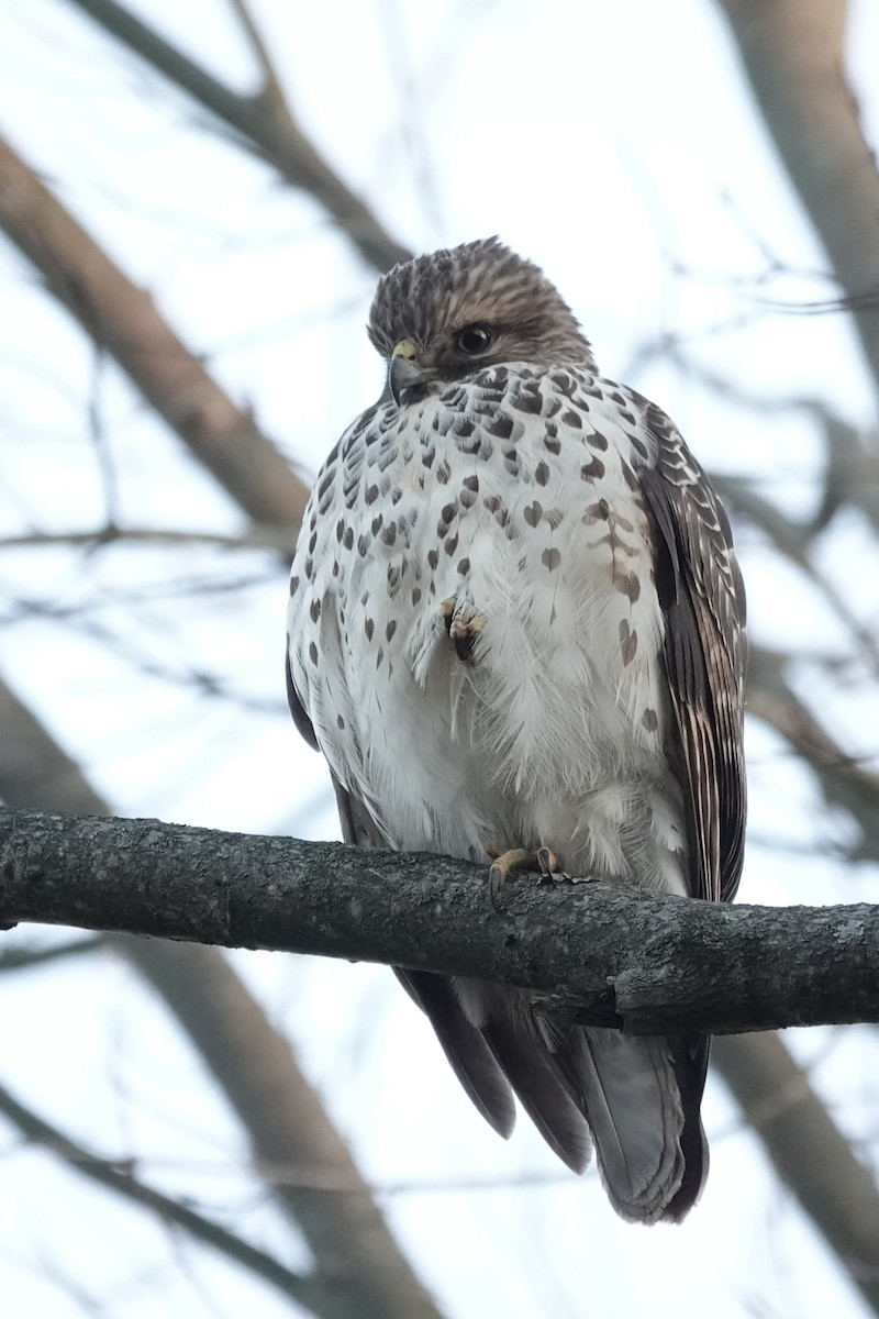 Red-shouldered Hawk - ML646843484