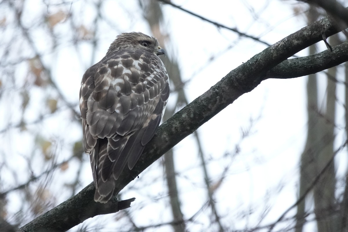Red-shouldered Hawk - ML646843485