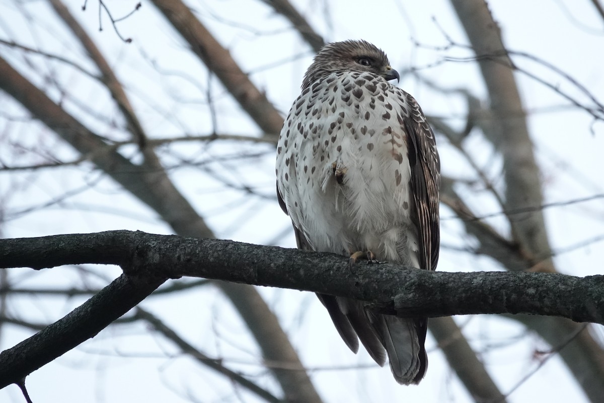 Red-shouldered Hawk - ML646843486