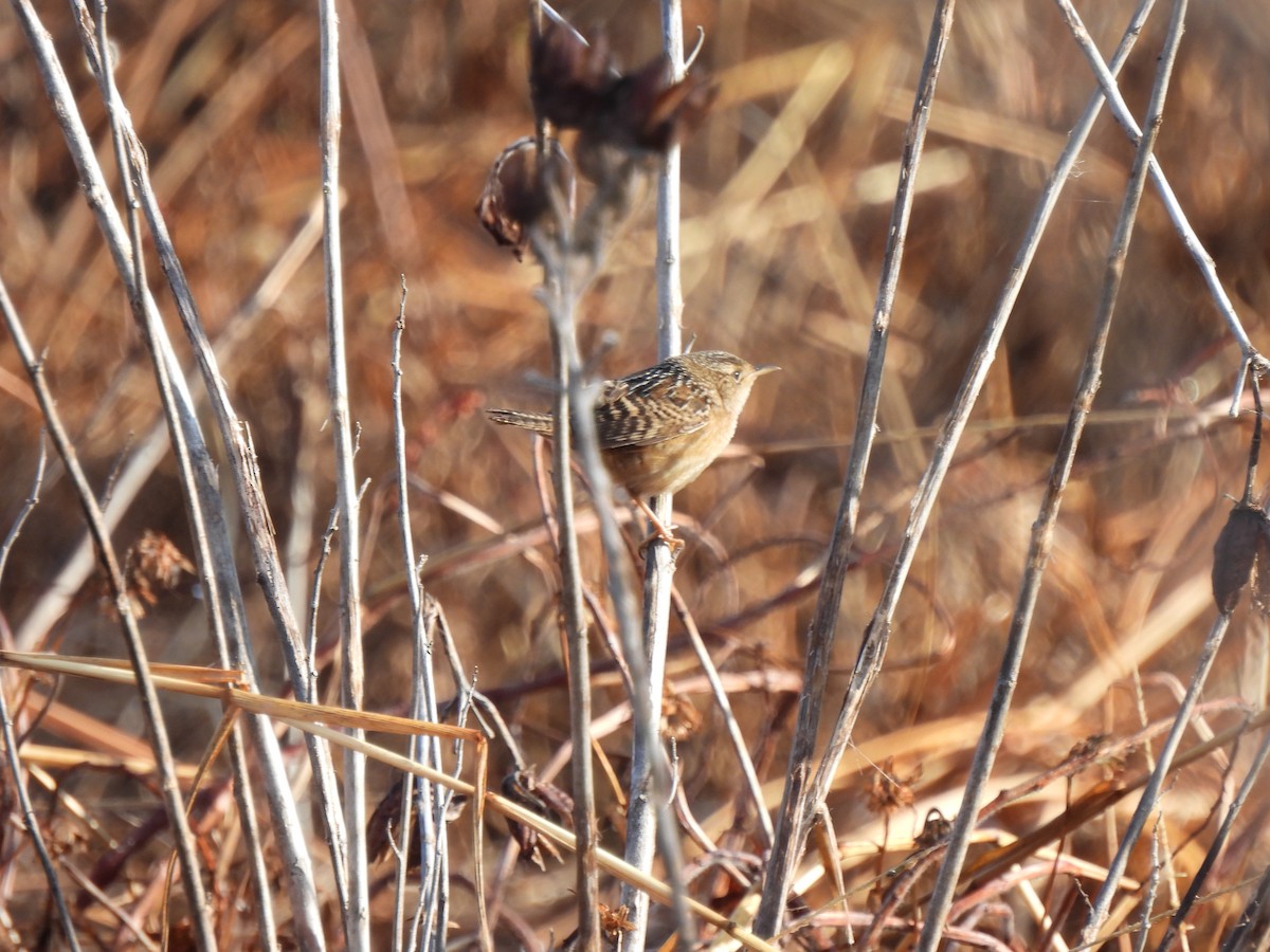 Cucarachero Culibarrado - ML646843488