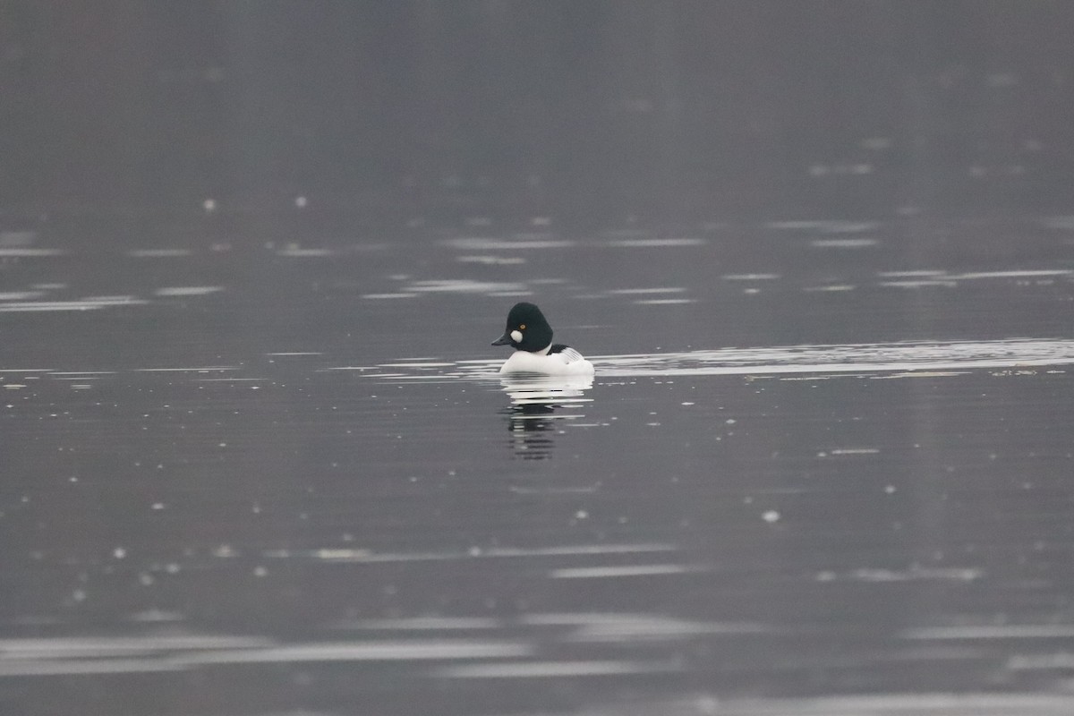 Porrón Osculado - ML646843491