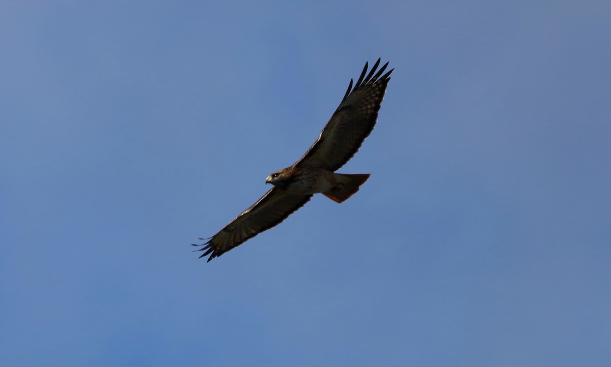 Red-tailed Hawk - ML646843492