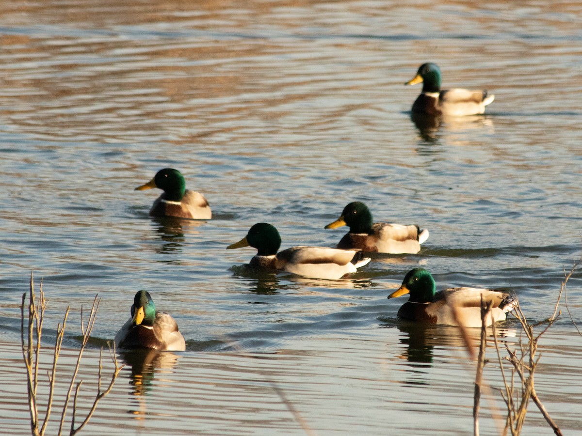 綠頭鴨 - ML646843493