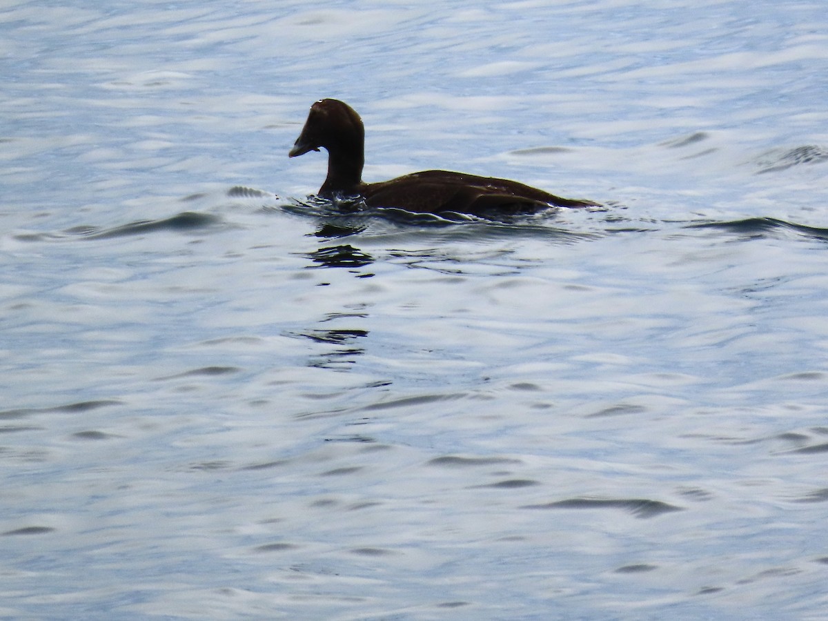 ærfugl - ML646843494