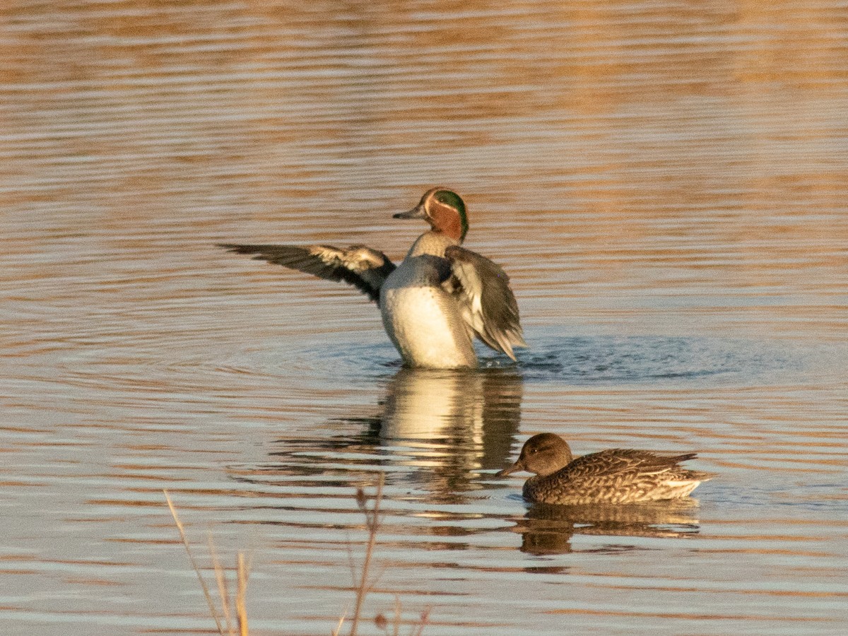 小水鴨 - ML646843495