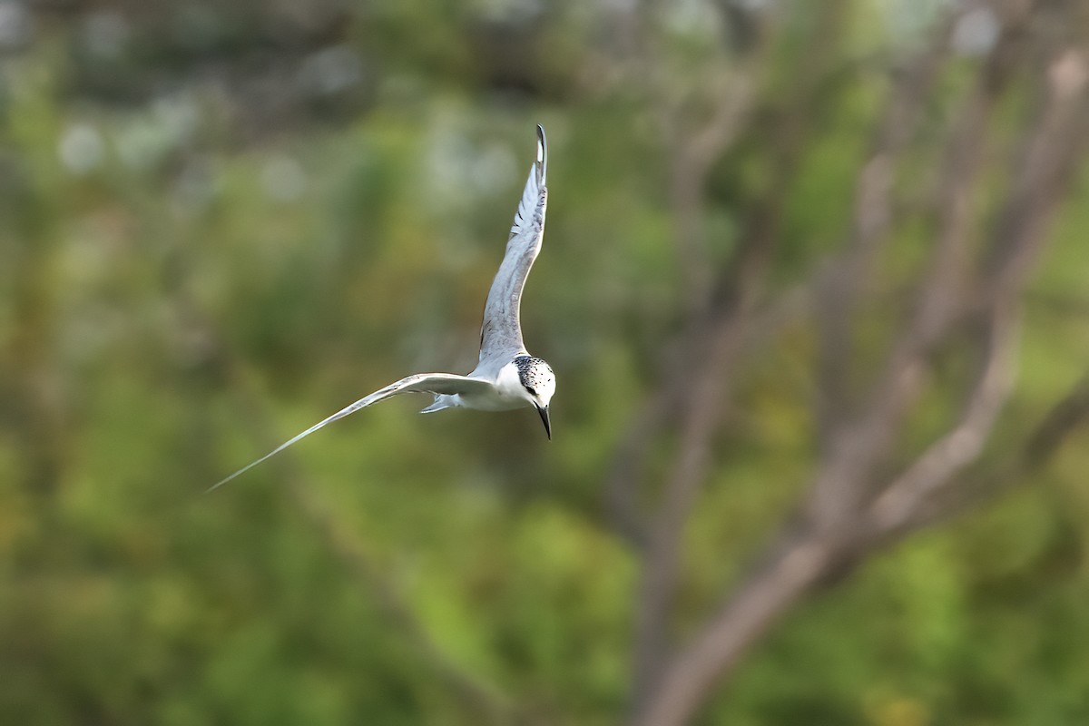 Guifette moustac - ML646843496