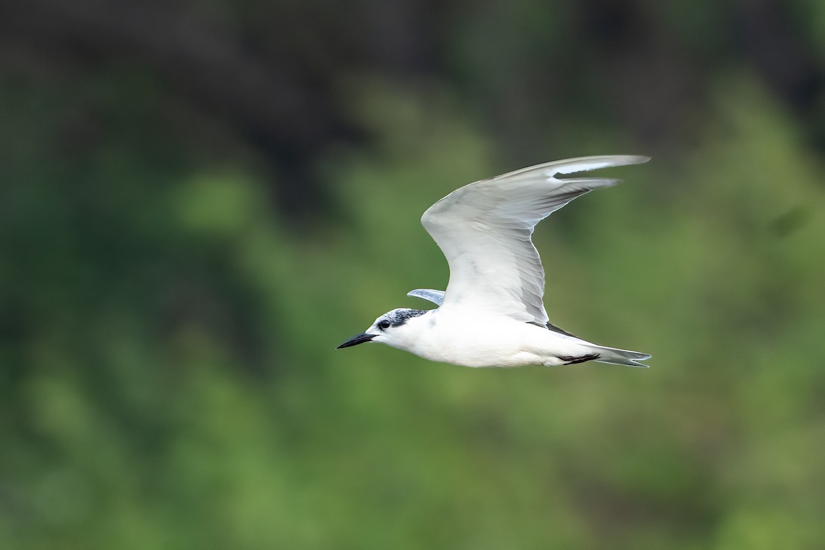 Guifette moustac - ML646843498