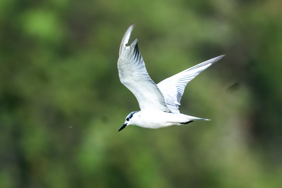 Guifette moustac - ML646843499