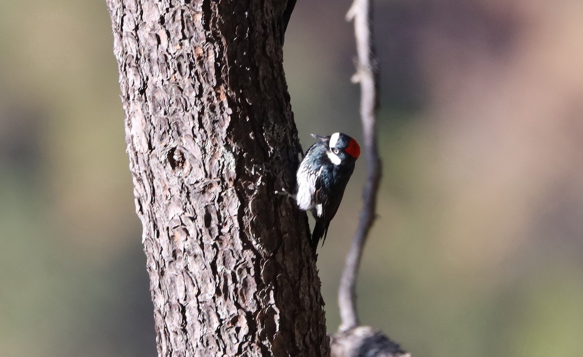 Гіла чорновола - ML646843500