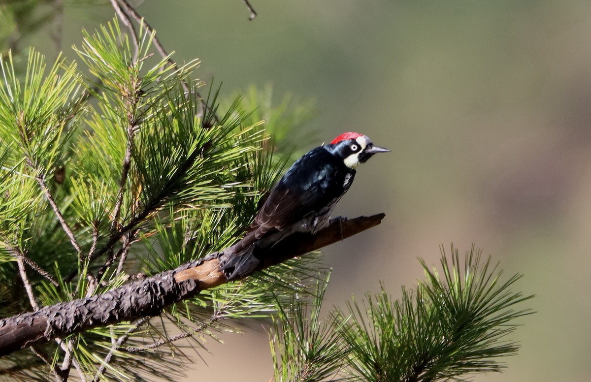 Гіла чорновола - ML646843506