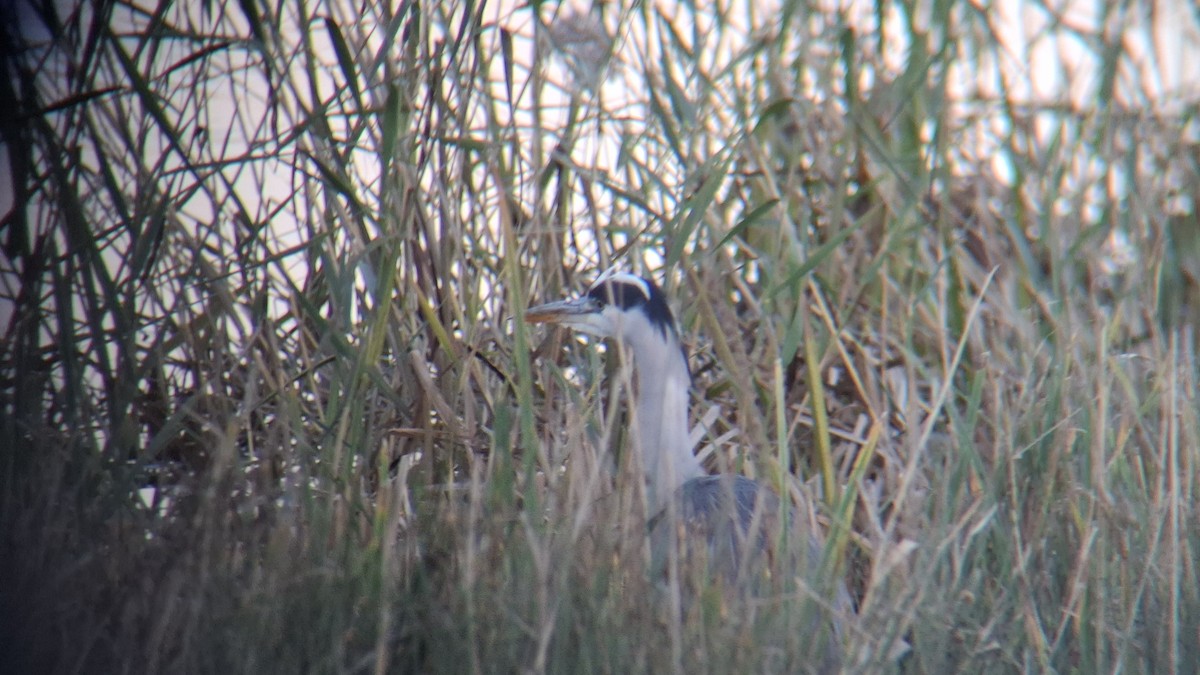 Gray Heron - ML646843508