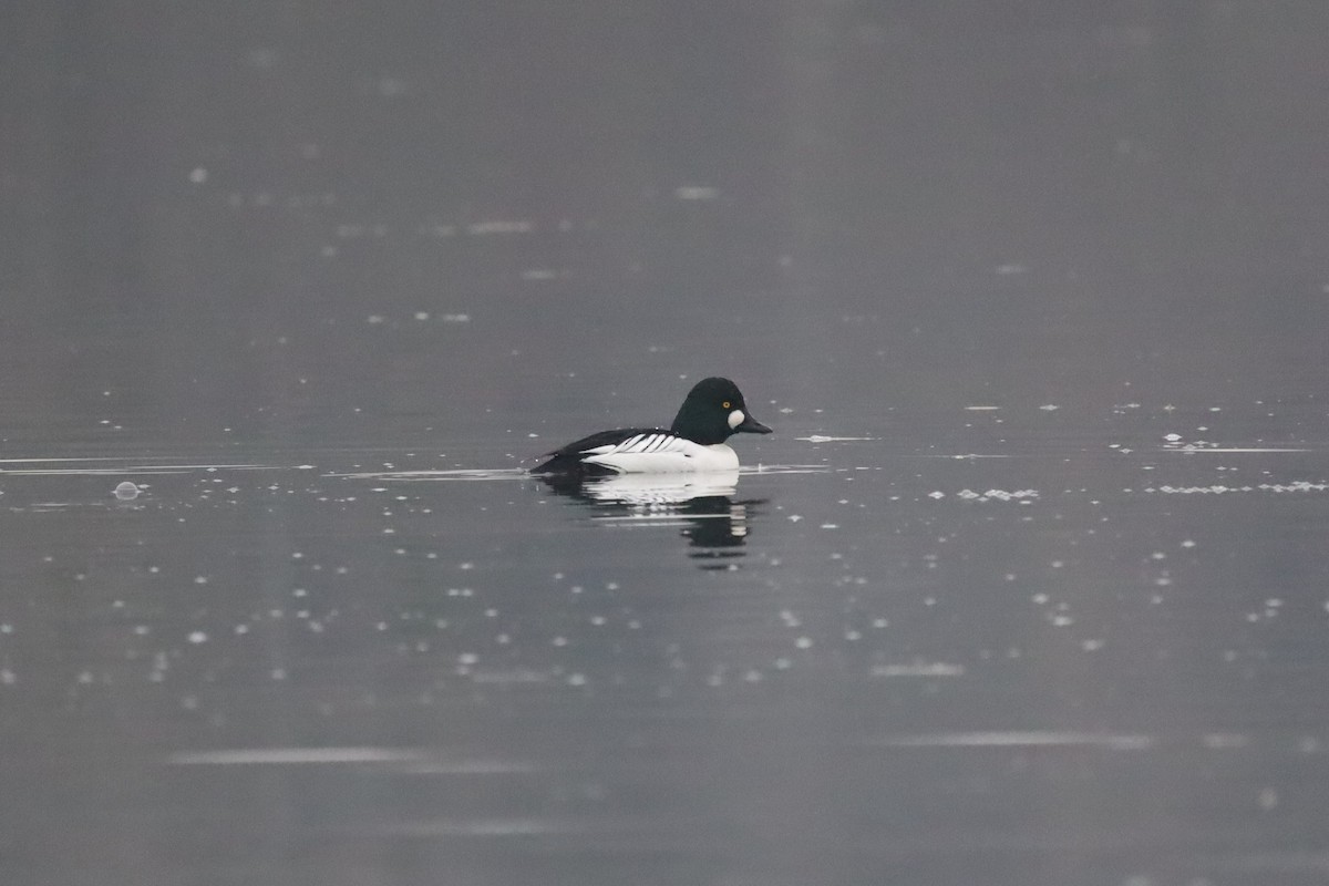 Porrón Osculado - ML646843512