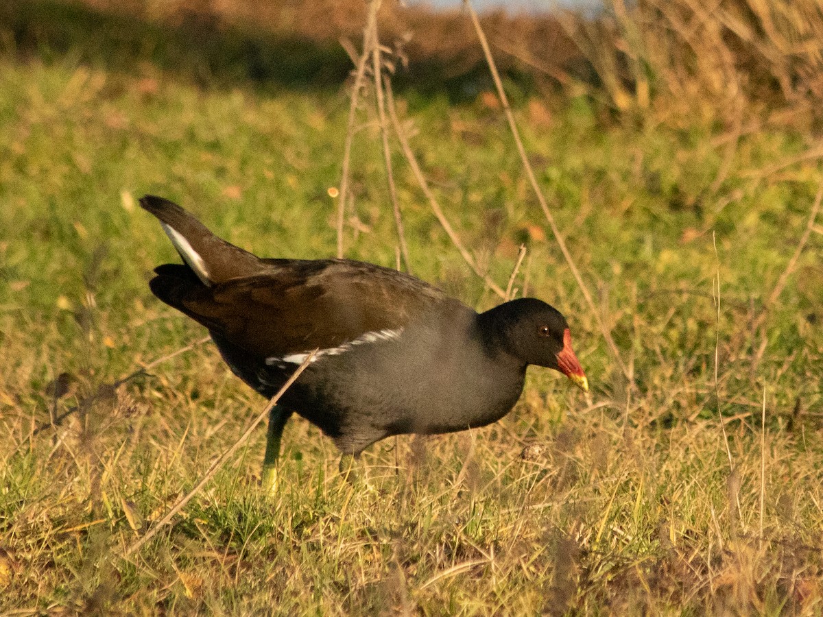 紅冠水雞 - ML646843516