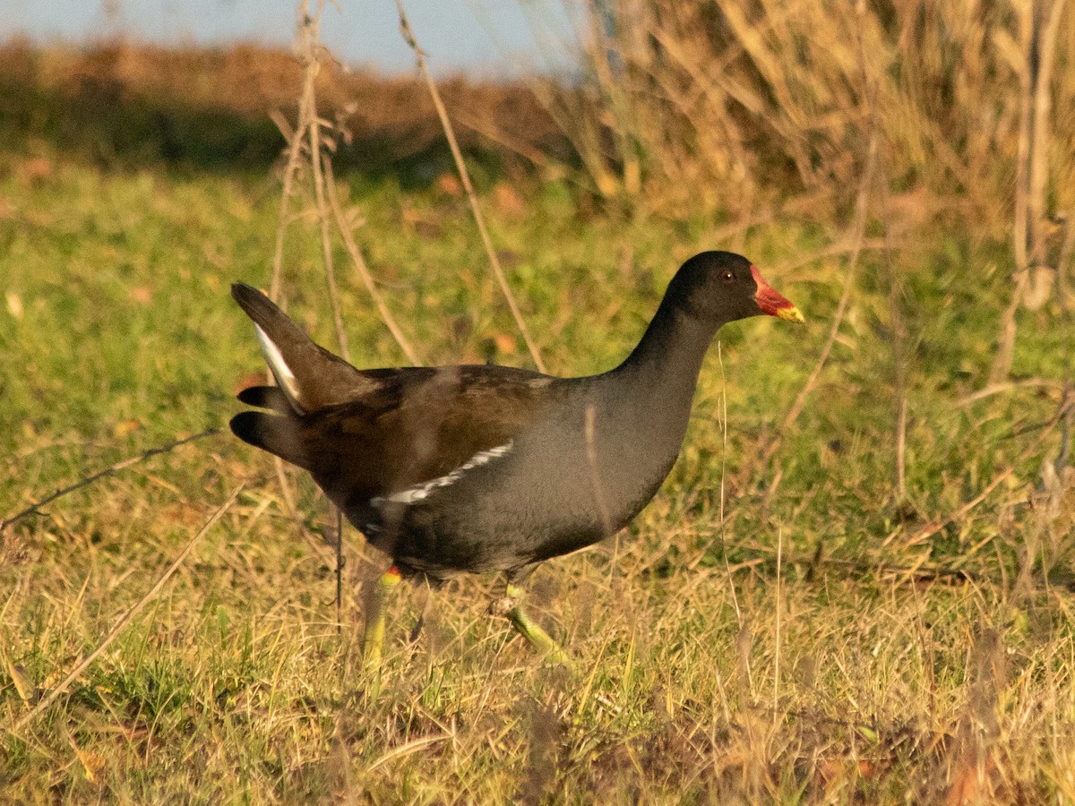 紅冠水雞 - ML646843517