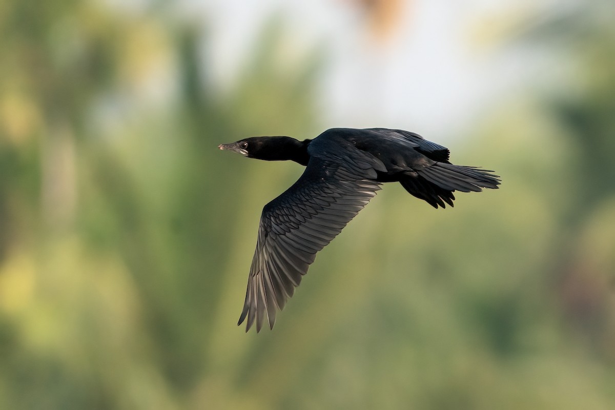 Little Cormorant - ML646843519