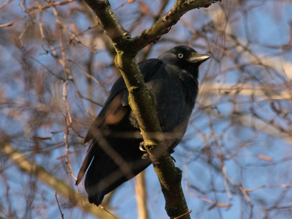 Eurasian Jackdaw - ML646843524
