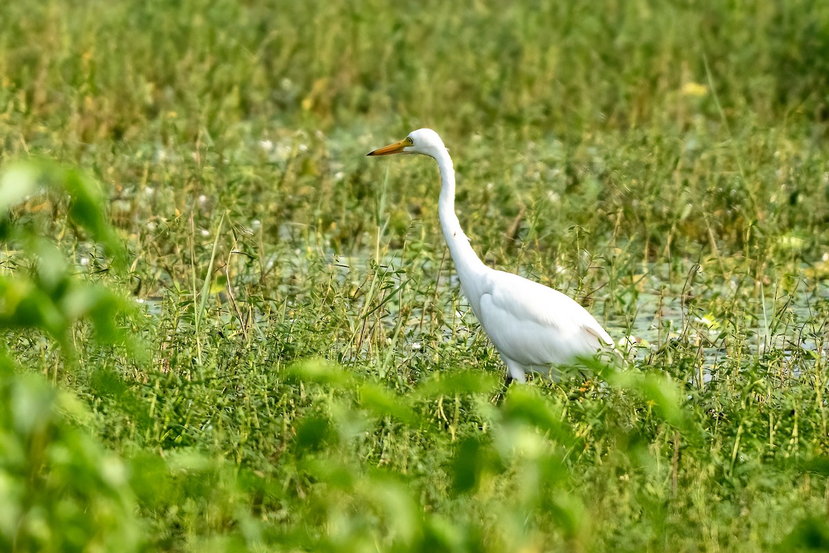 Koartza zuria - ML646843529