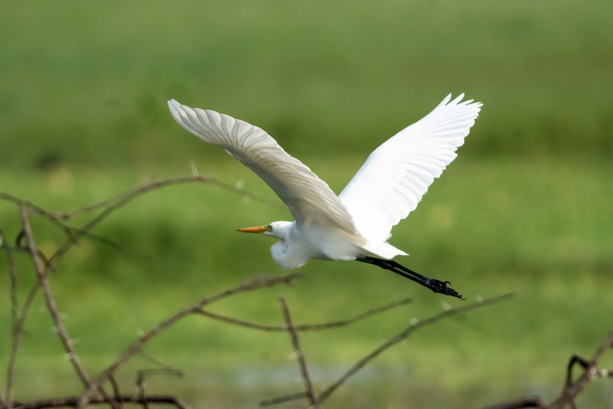 Koartza zuria - ML646843530