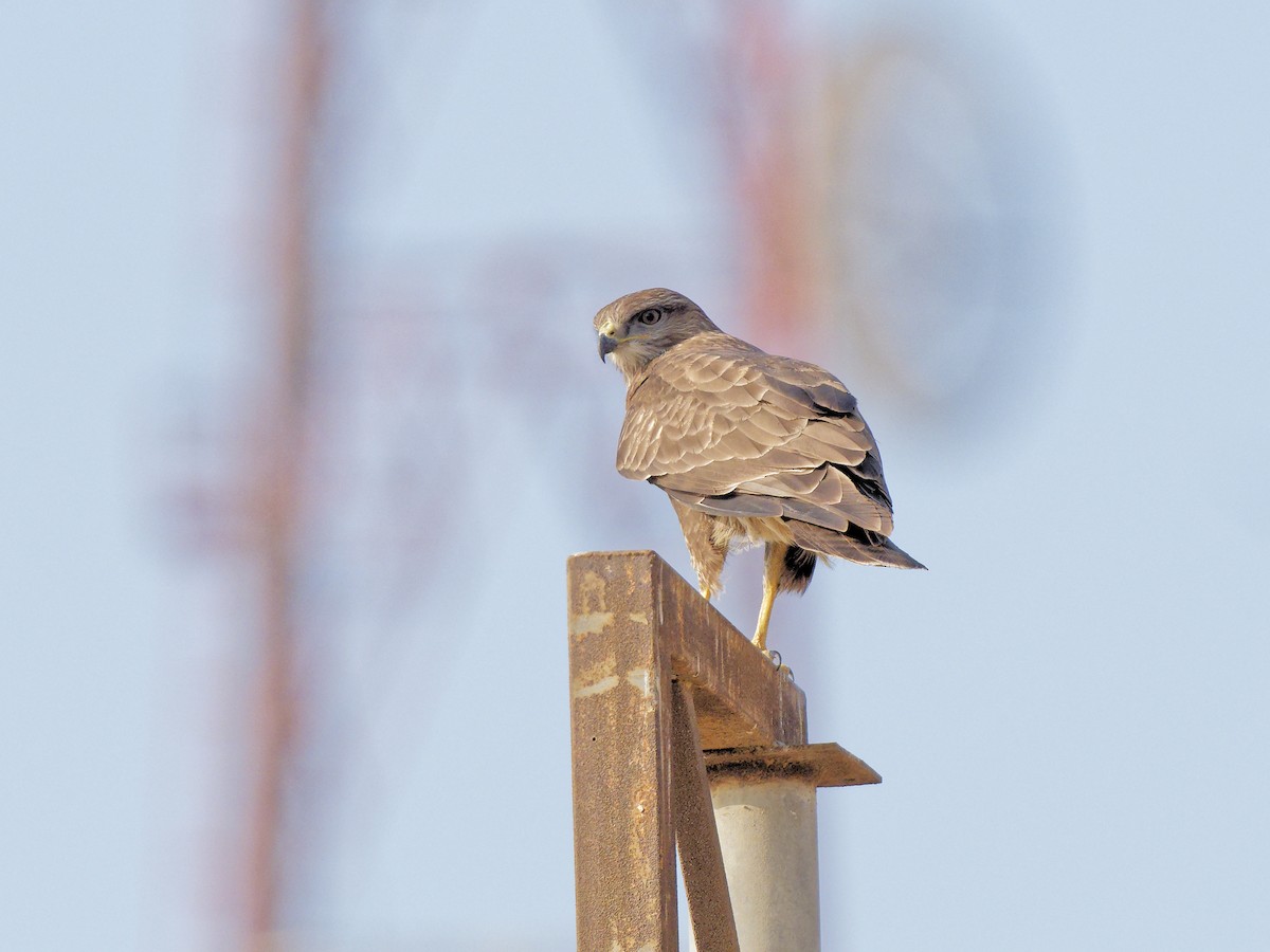 Common Buzzard (Steppe) - ML646843532