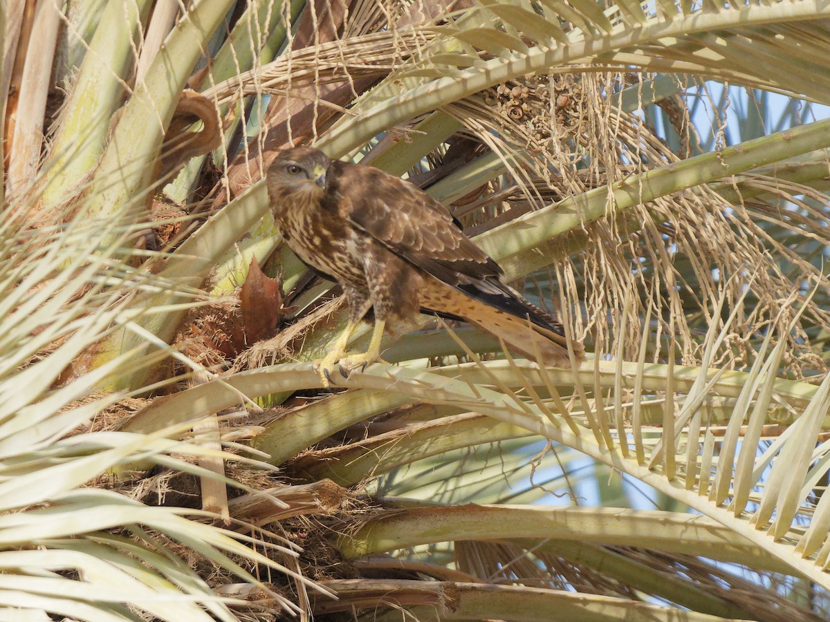 Common Buzzard (Steppe) - ML646843533