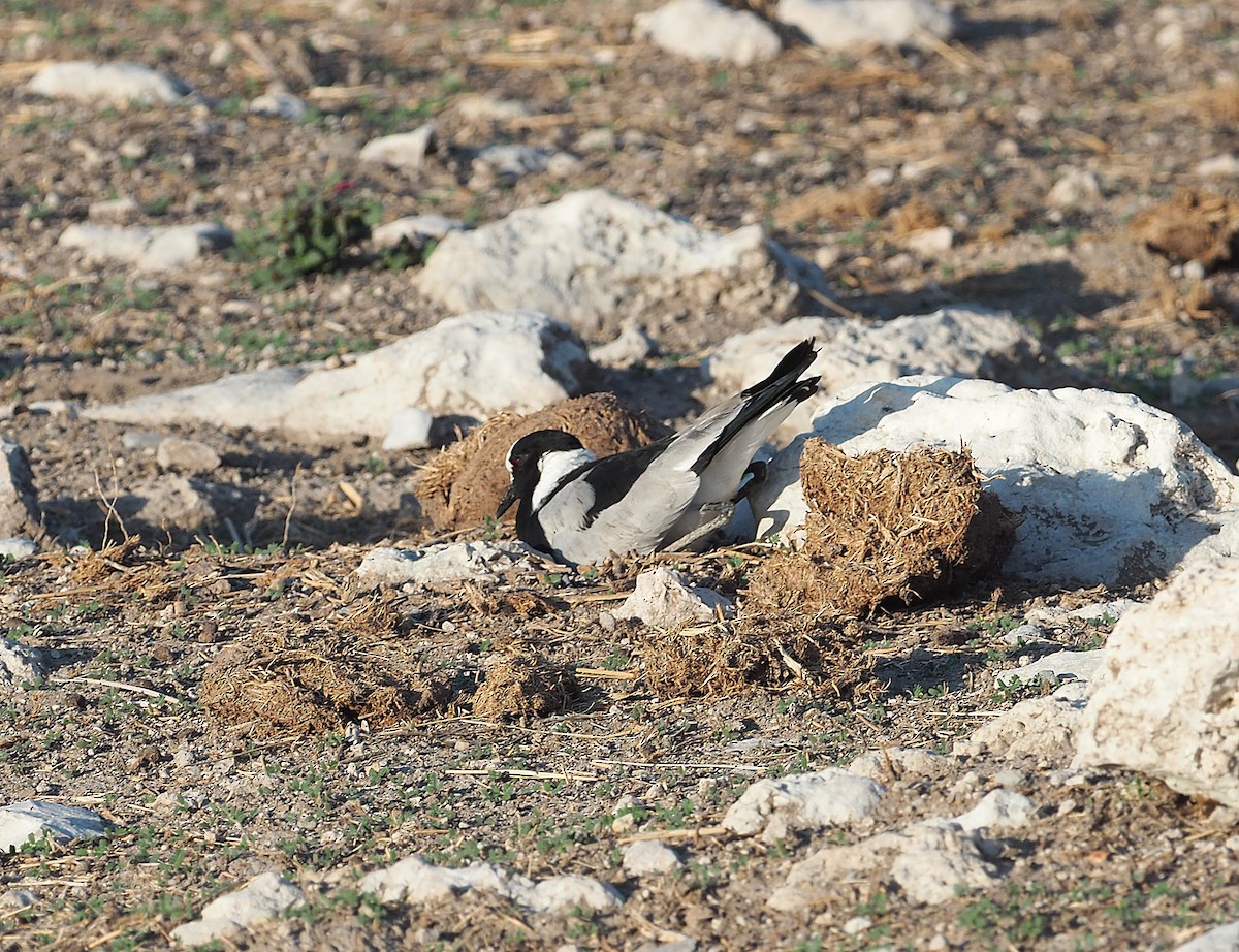 Blacksmith Lapwing - ML646843534