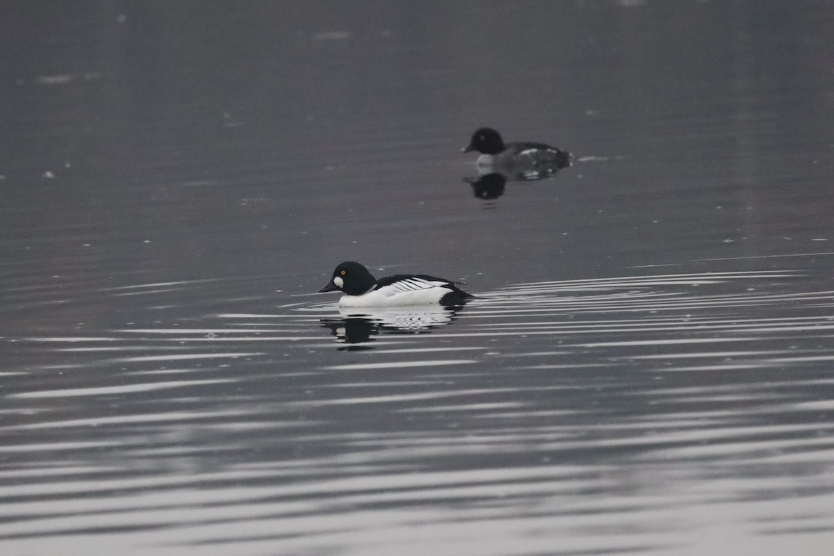 Porrón Osculado - ML646843535