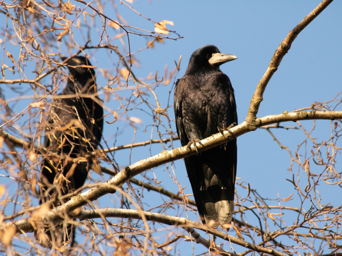禿鼻鴉 - ML646843539