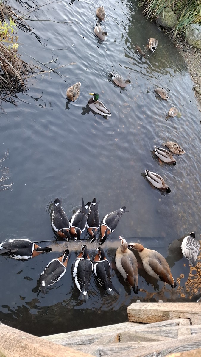 Egyptian Goose - ML646843542