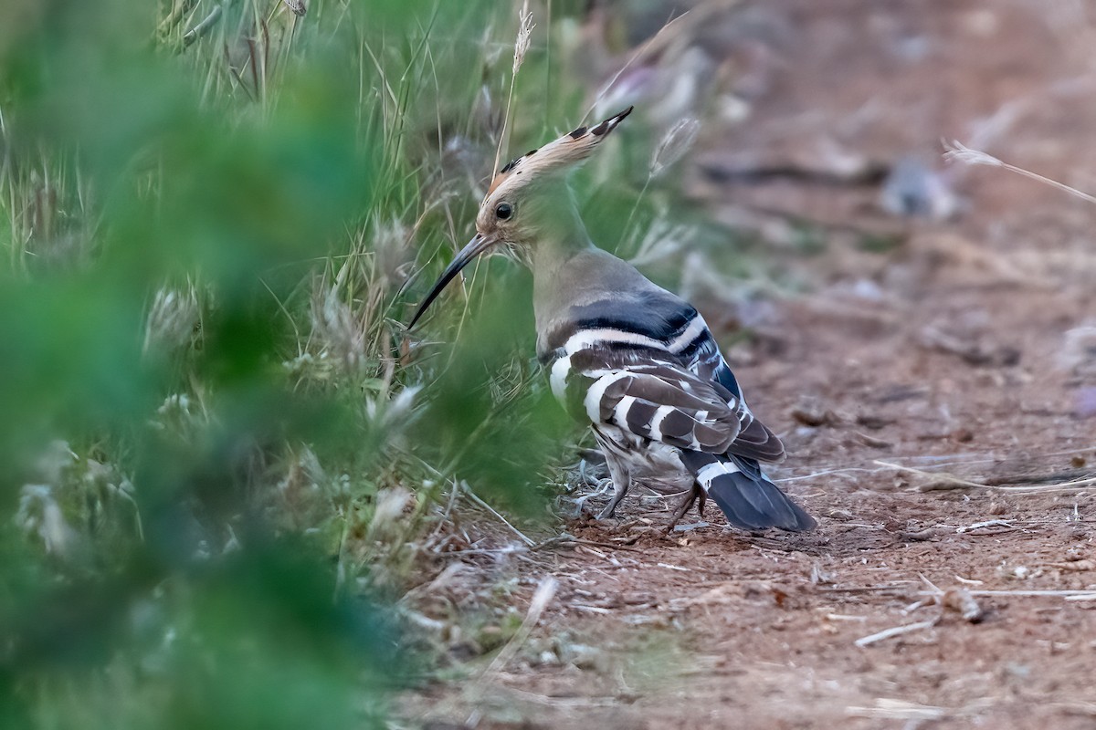 ヤツガシラ - ML646843544