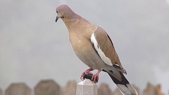 White-winged Dove - ML646843557