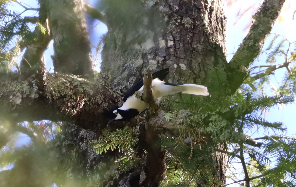 Пая великочуба - ML646843558