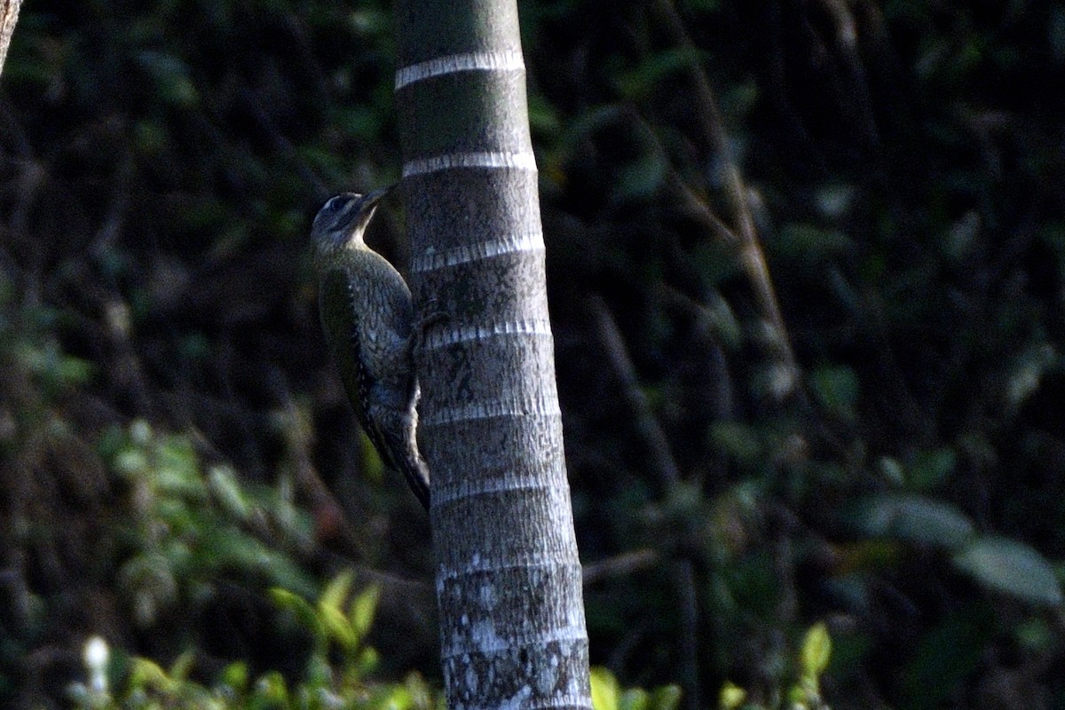 Streak-throated Woodpecker - ML646843560