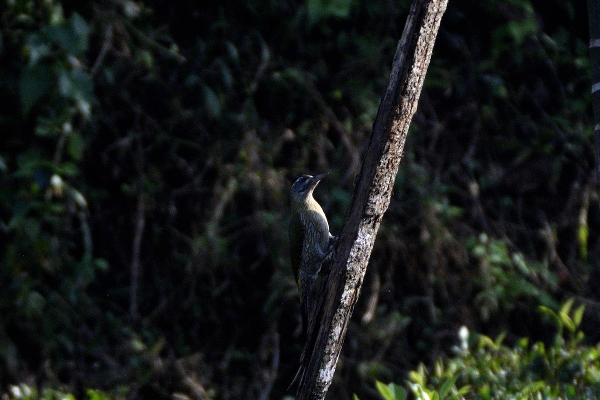 Streak-throated Woodpecker - ML646843561