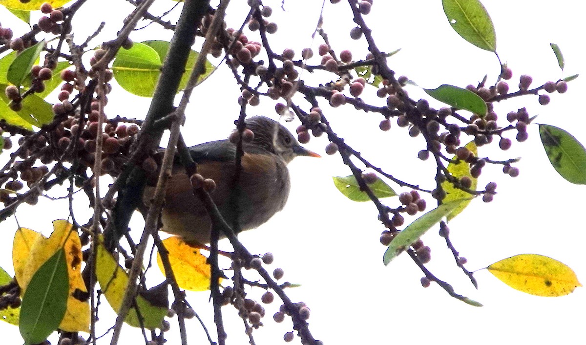 Chestnut-tailed Starling - ML646843563