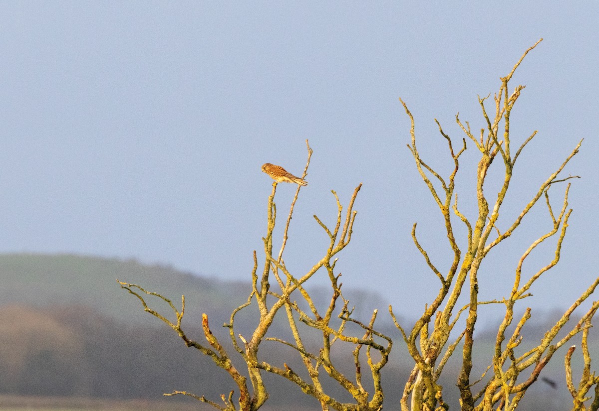 בז מצוי - ML646843565