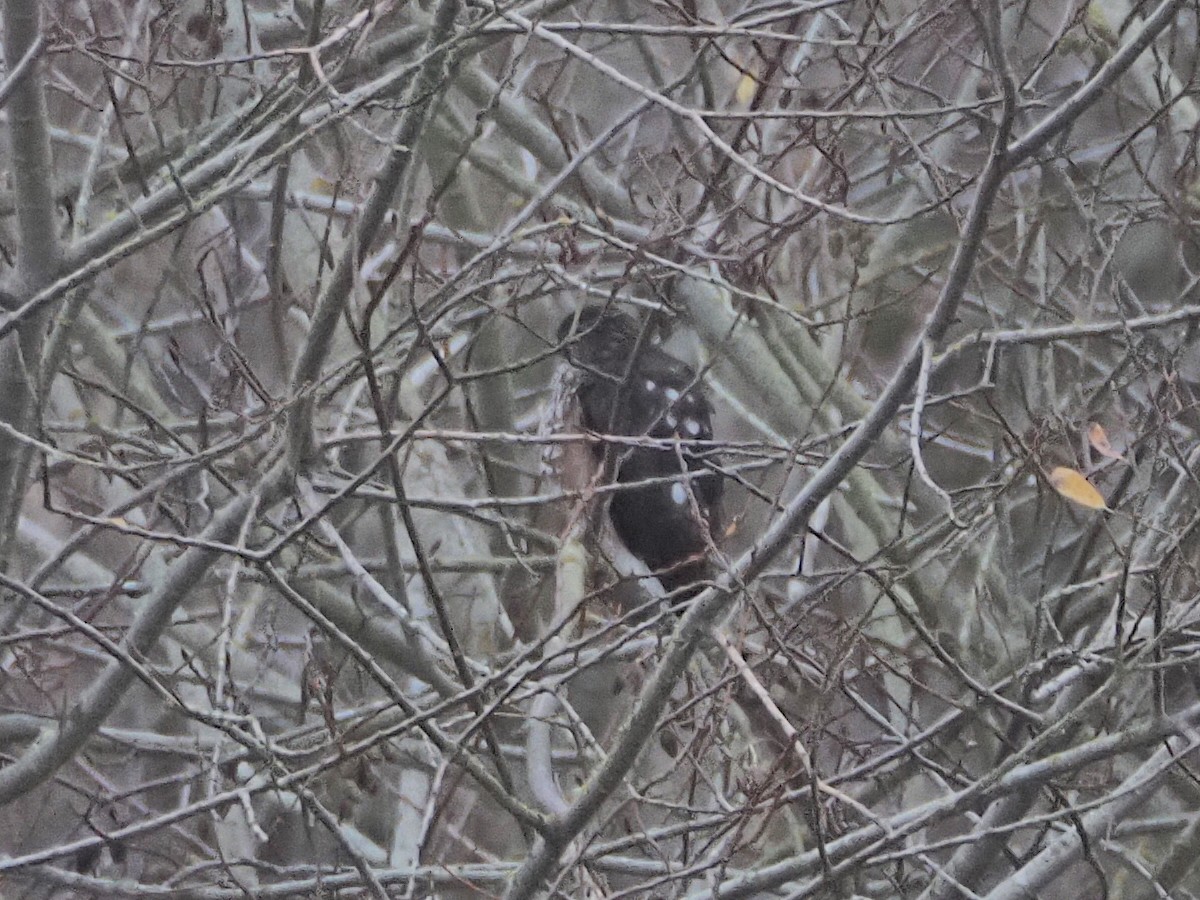 Sharp-shinned Hawk - ML646843566