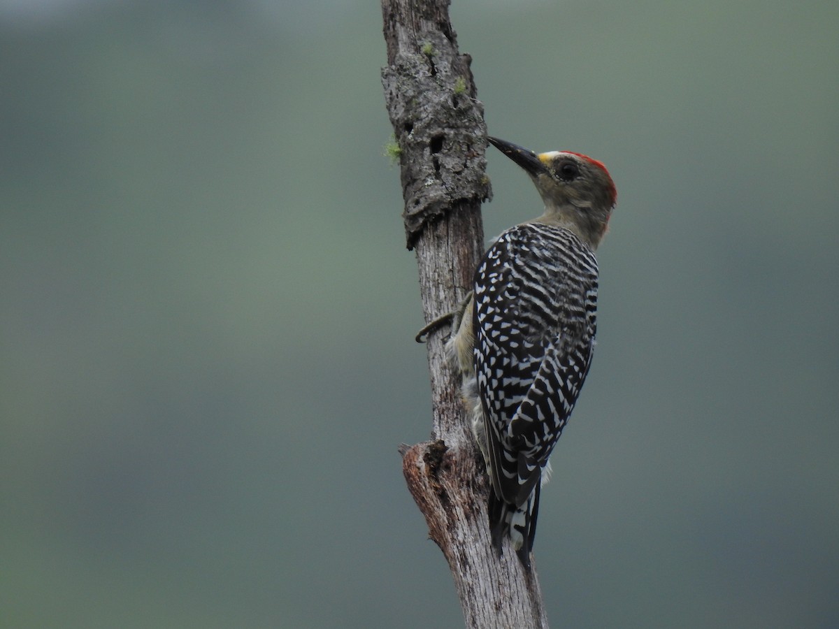 rødkronespett - ML646843568