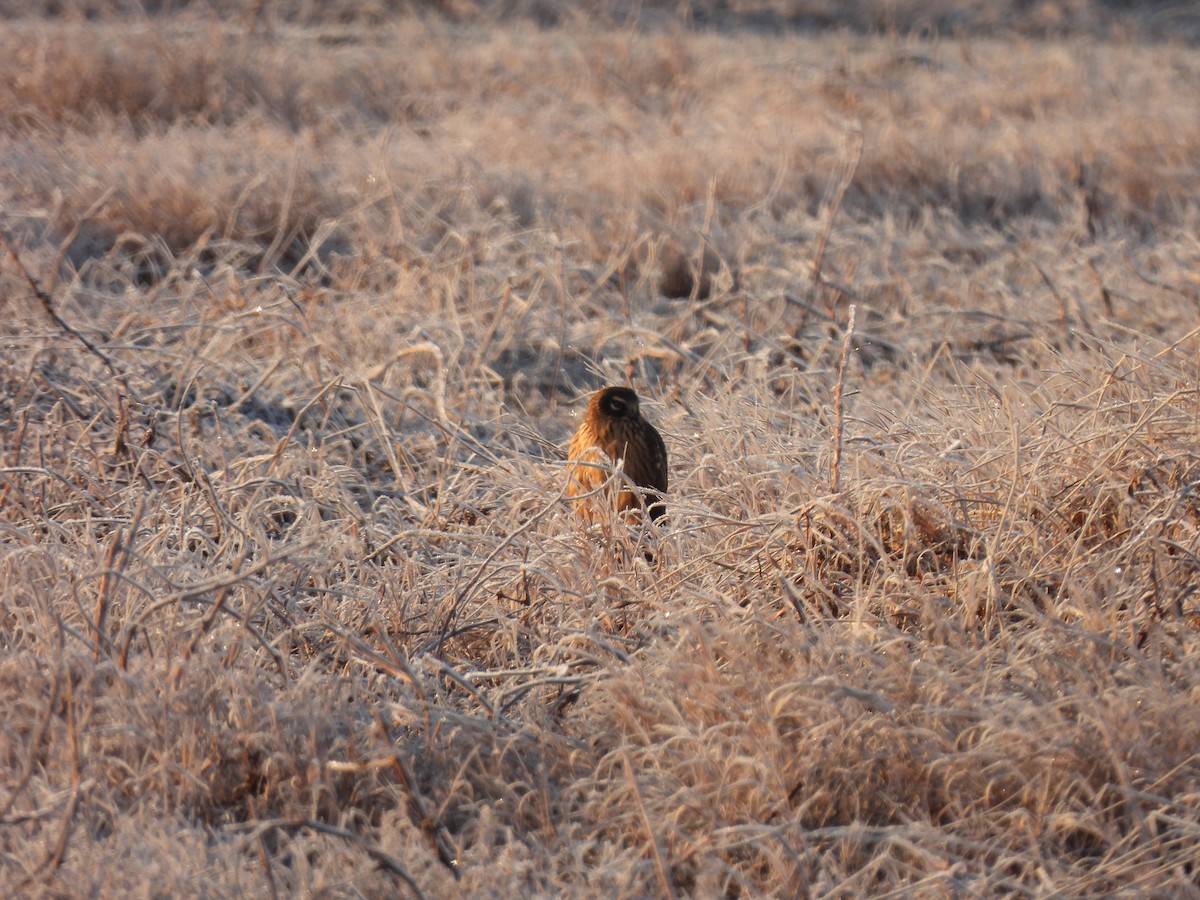 Лунь американський - ML646843569