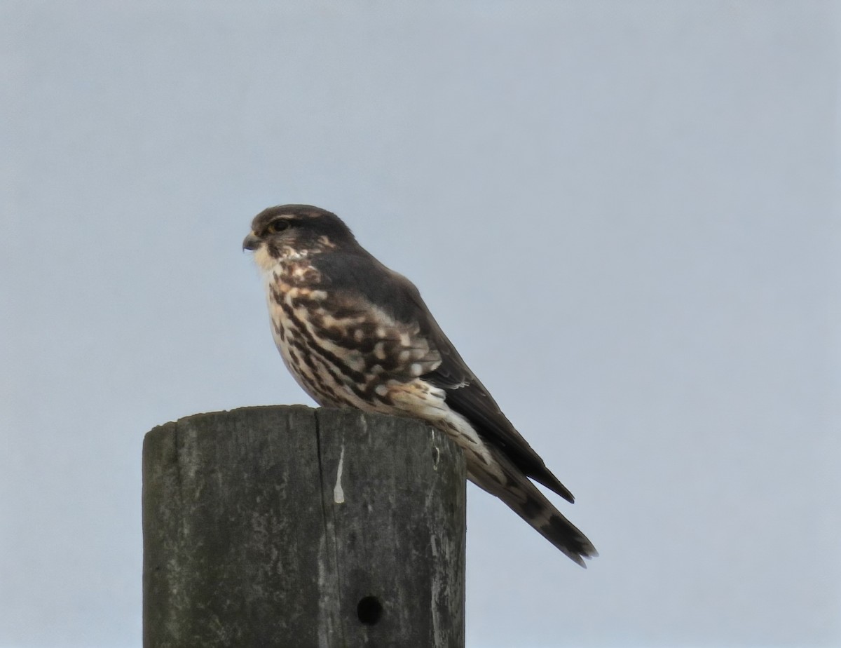 בז גמדי - ML646843570