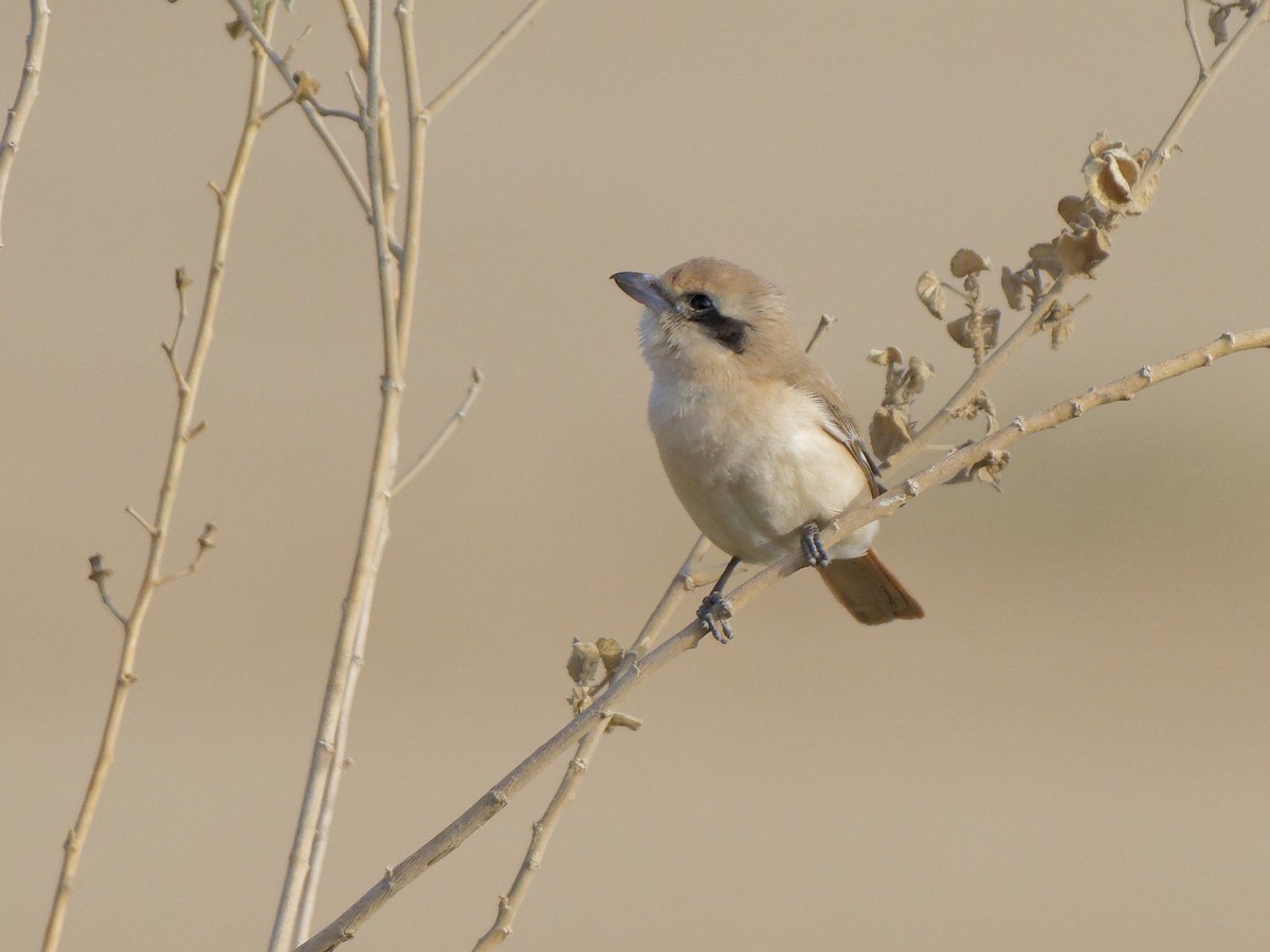 Isabellwürger (isabellinus) - ML646843571